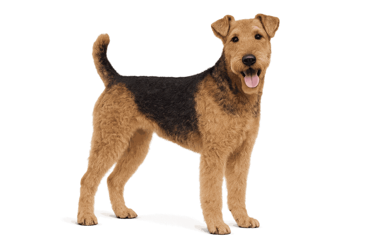 Airedale Terrier