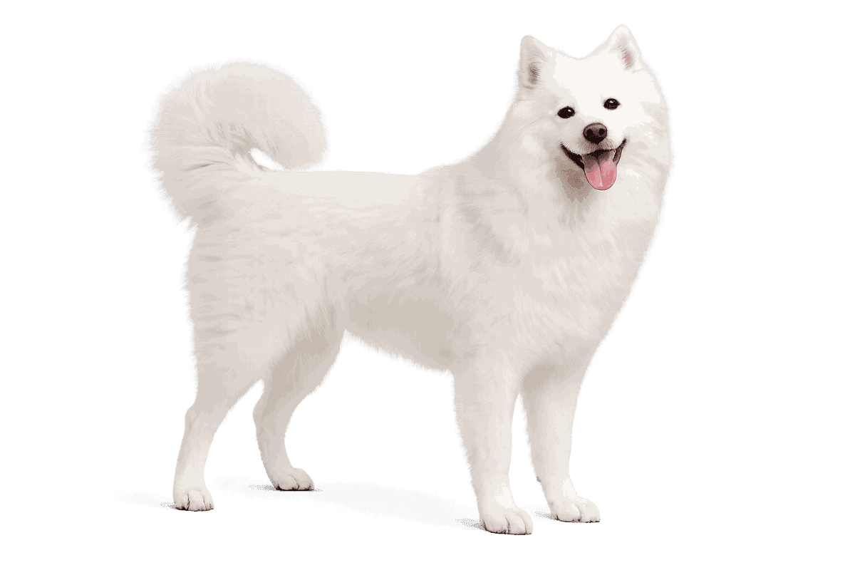 American Eskimo