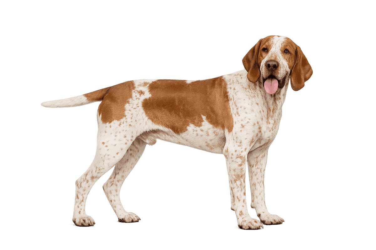 Bracco Italiano