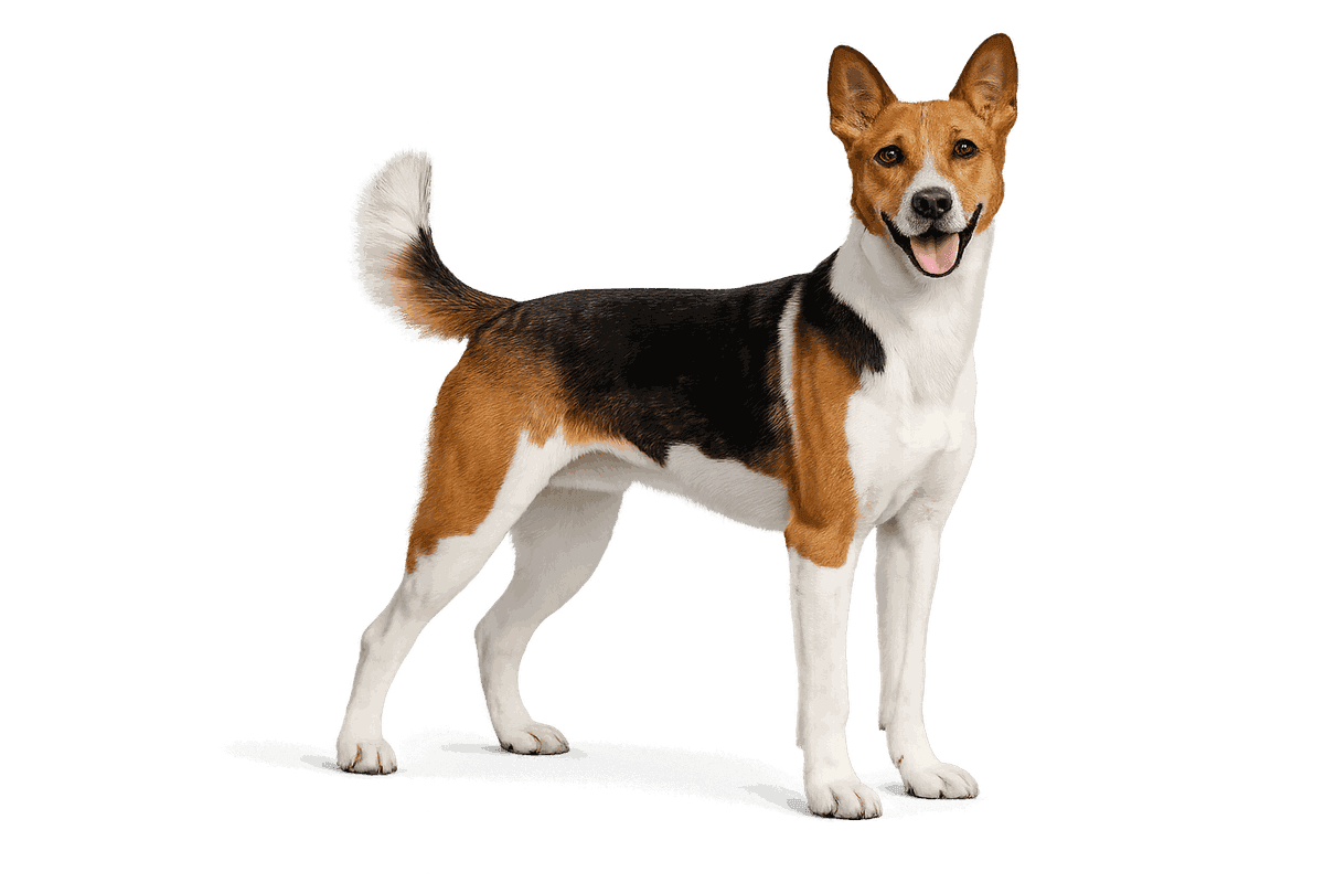 Great Anglo-French Tricolour Hound