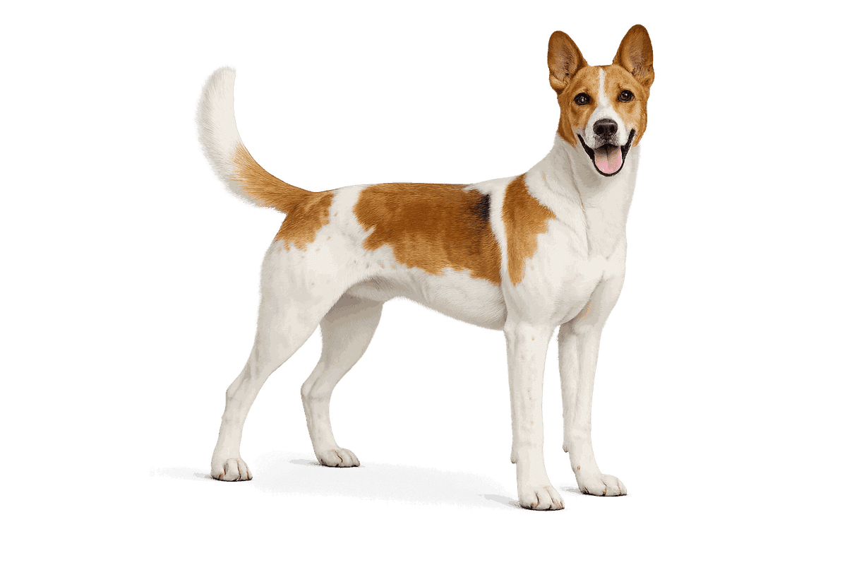 Great Anglo-French White and Orange Hound