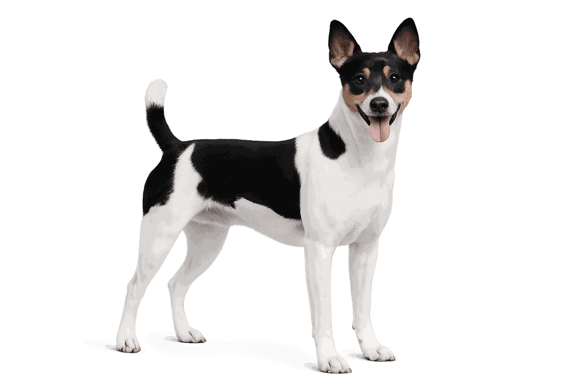Rat Terrier