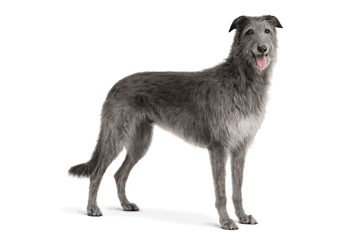 Scottish Deerhound