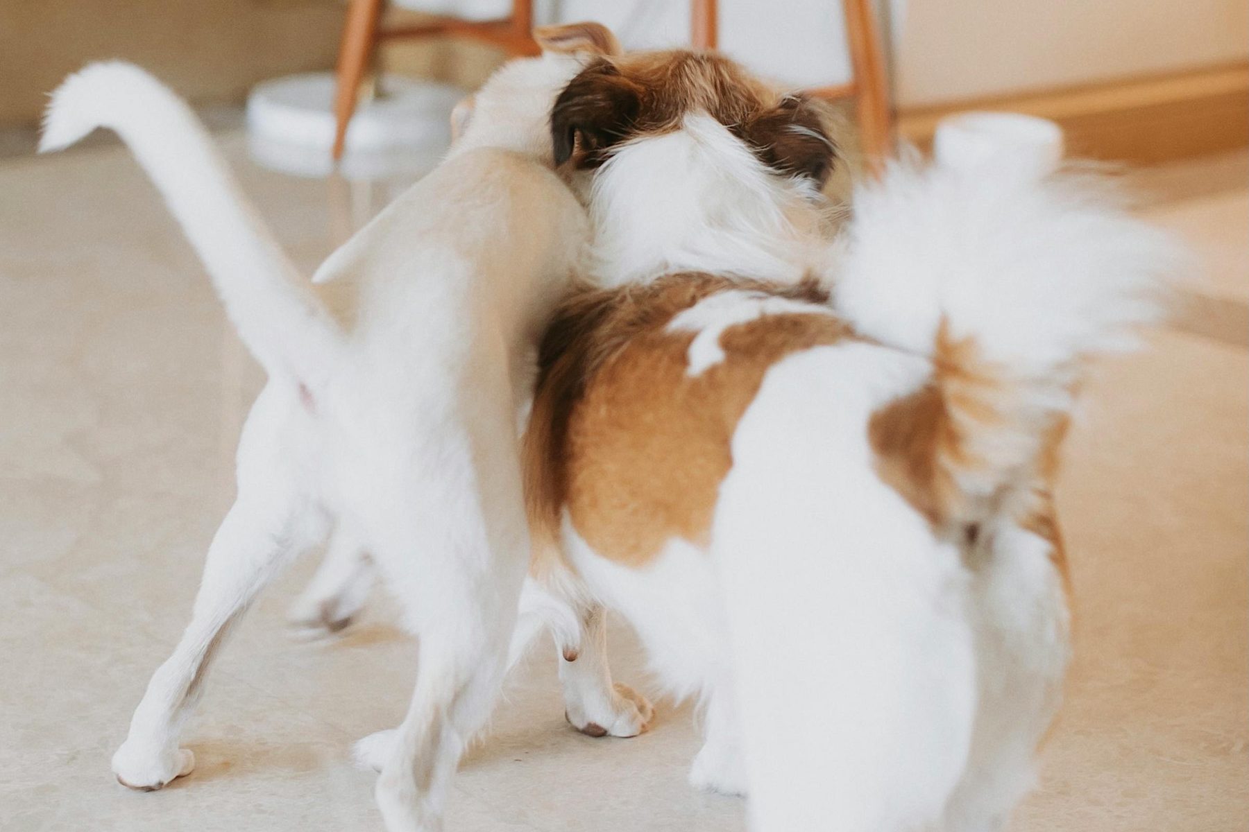 Can a Reactive Dog Go to Daycare? How to Decide Safely