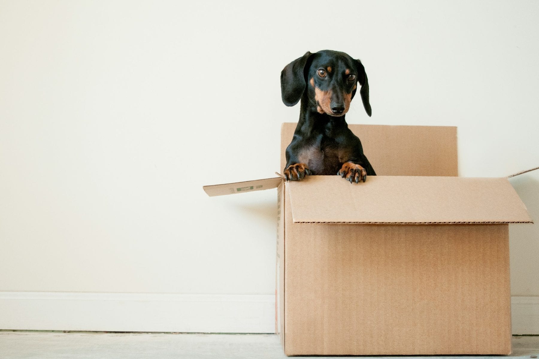 Cardboard Box Enrichment for Dogs: Safe, Simple Games to Try at Home