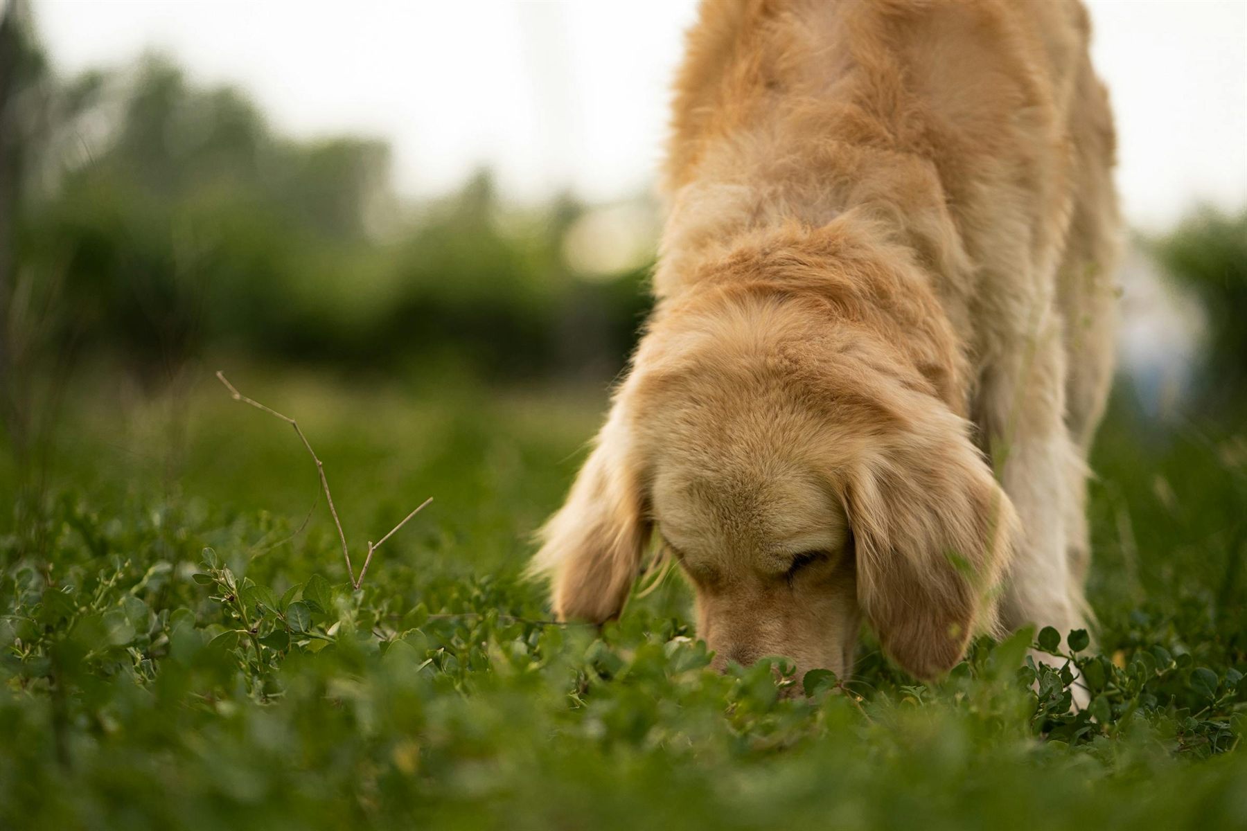 Golden retriever sniffing grass in a quiet open field