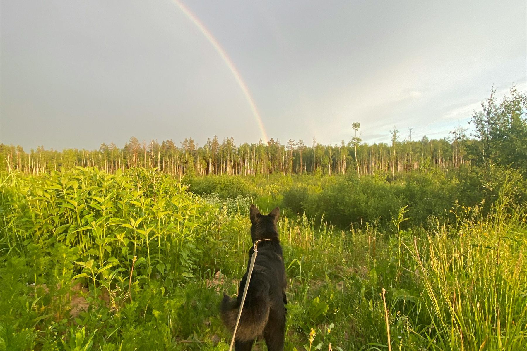 Leashed dog standing in a wide green field after a quiet walk