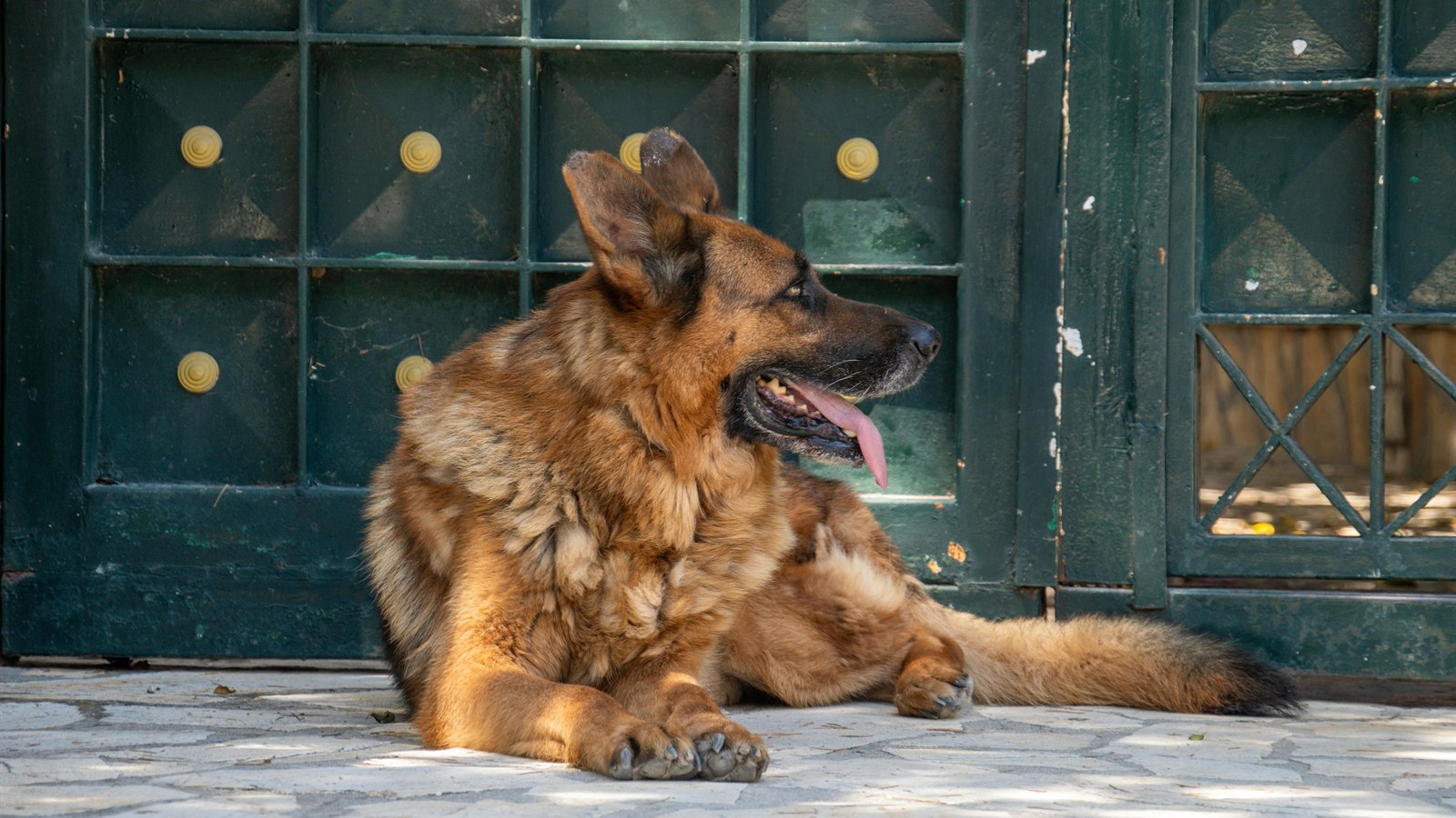 Dog Barks at the Doorbell: How to Build a Calmer Visitor Routine