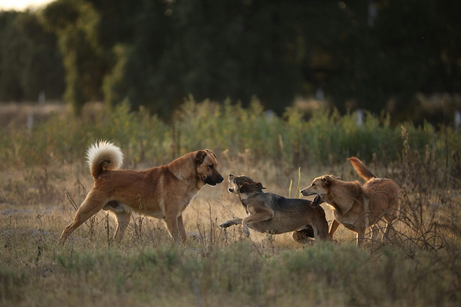 Why Does My Dog Bark at Other Dogs on Walks?