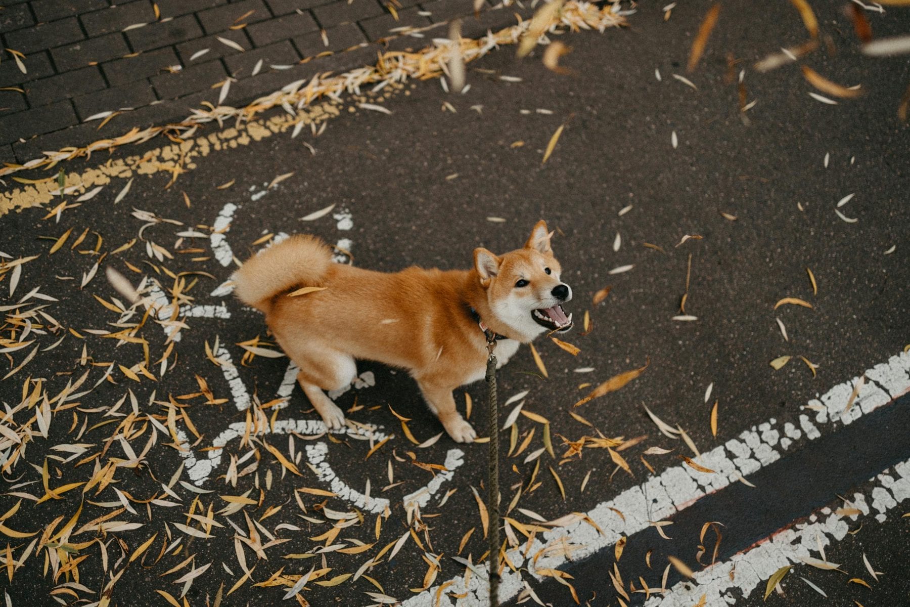 Dog Barks at Strangers on Walks: Why It Happens and What to Do