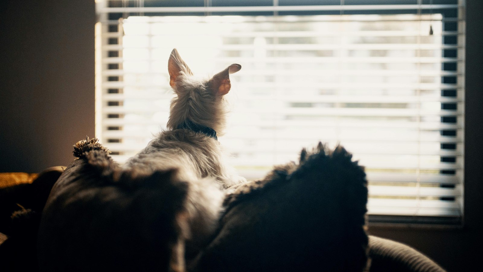 Dog Barks Out the Window: How to Stop the Watch-and-React Cycle