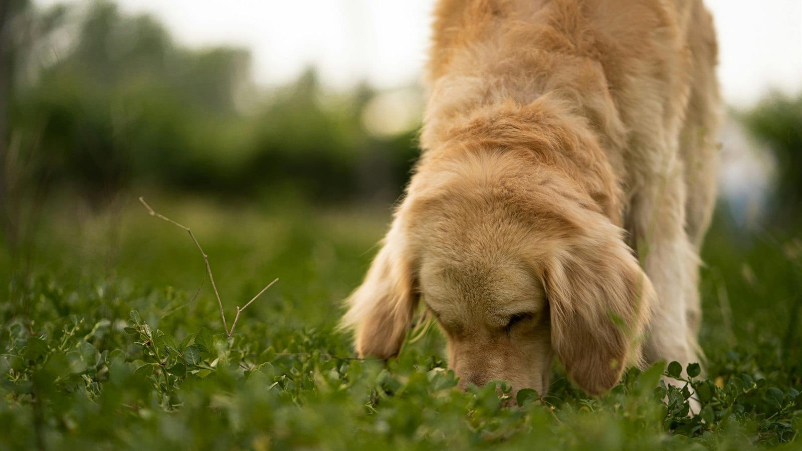Dog Enrichment Ideas: Simple Ways to Keep Your Dog Busy and Calm