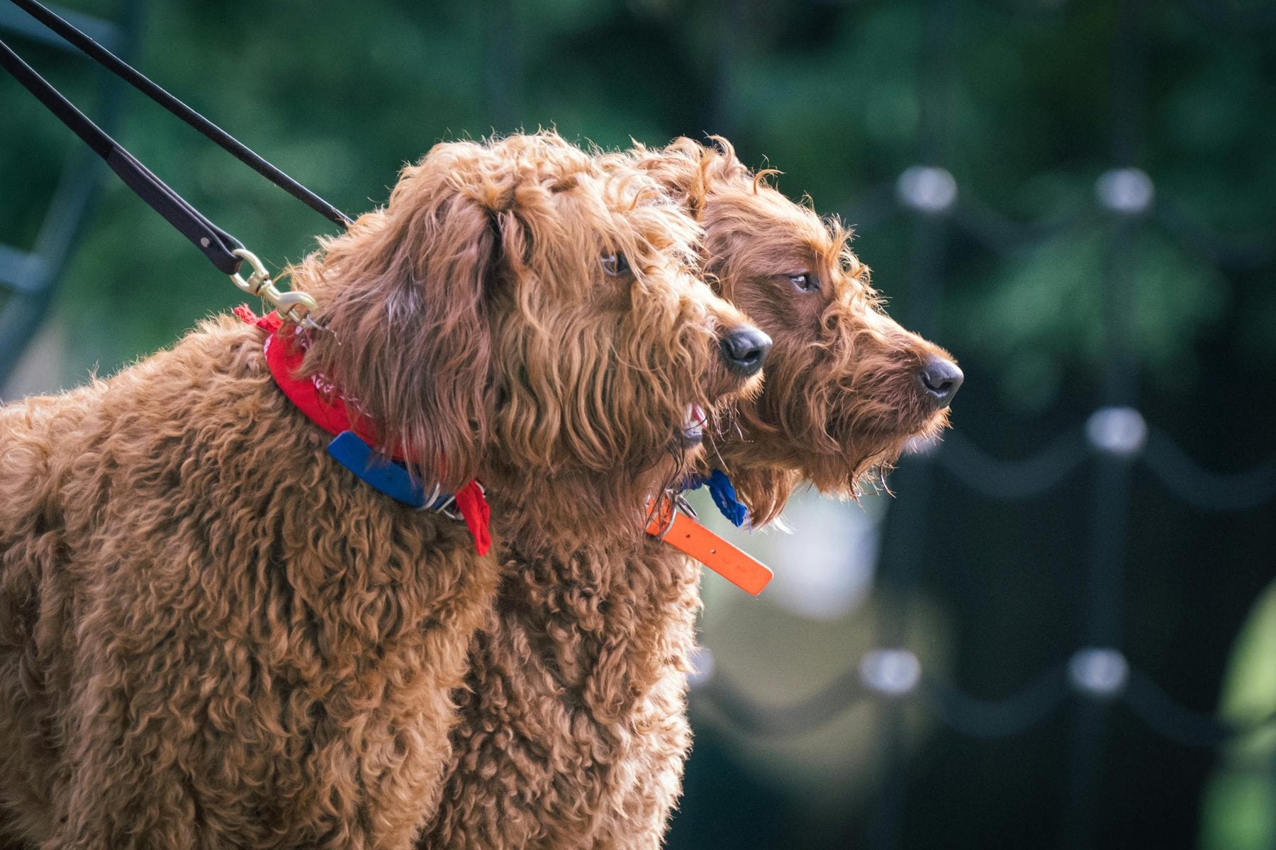 Dog Is Fine Off Leash But Reactive on Leash: Why It Happens and What to Do