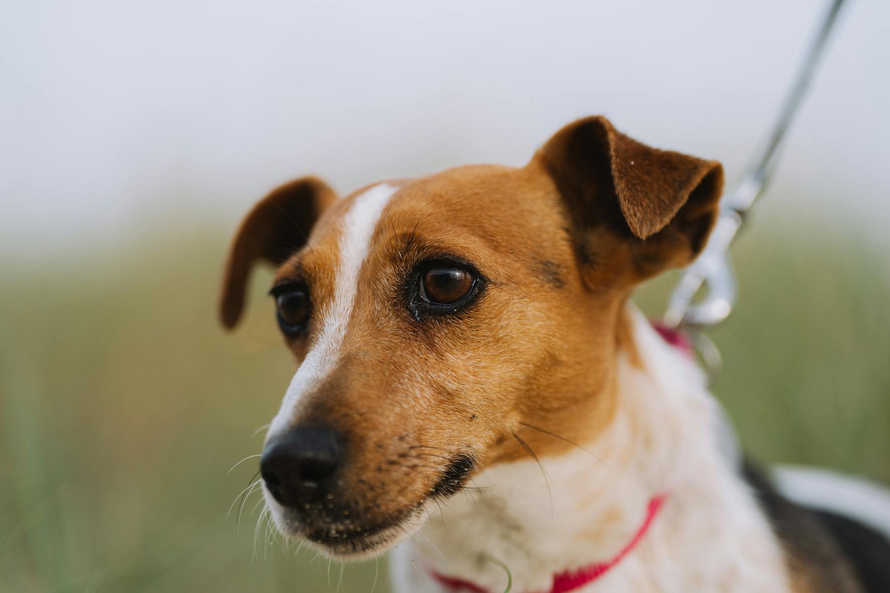 Dog Freezes on Walks: Why It Happens and How to Help
