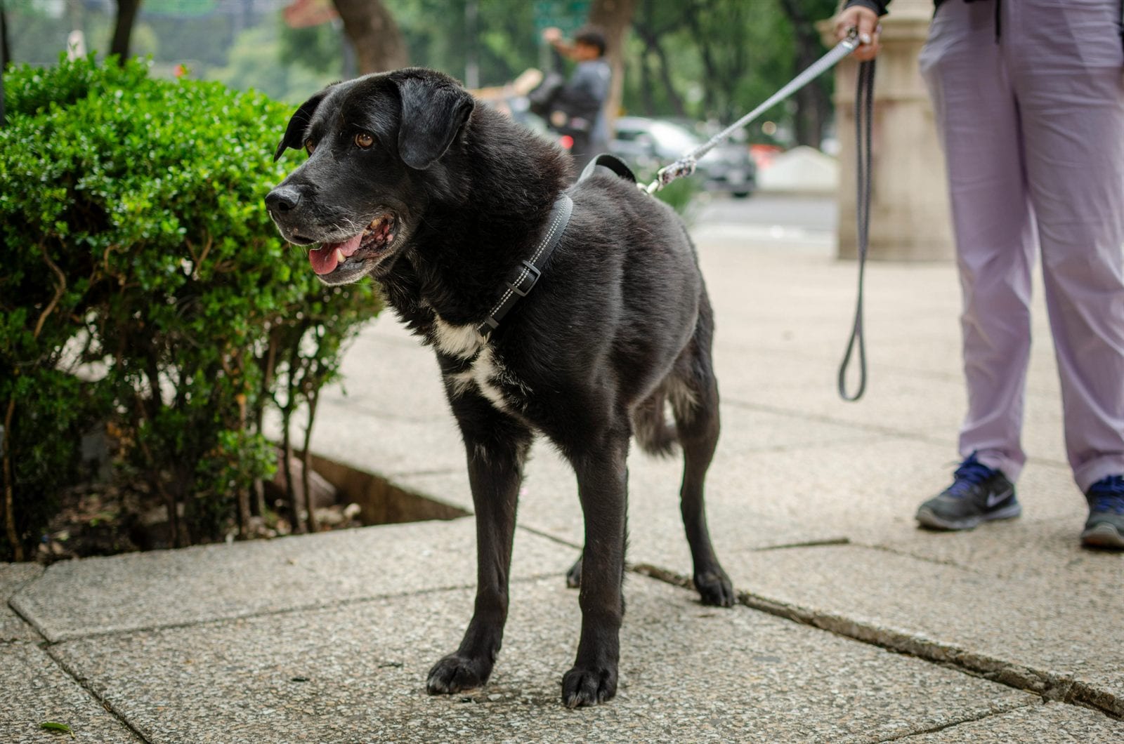 Dog Lunging on Leash: Why It Happens and What to Do