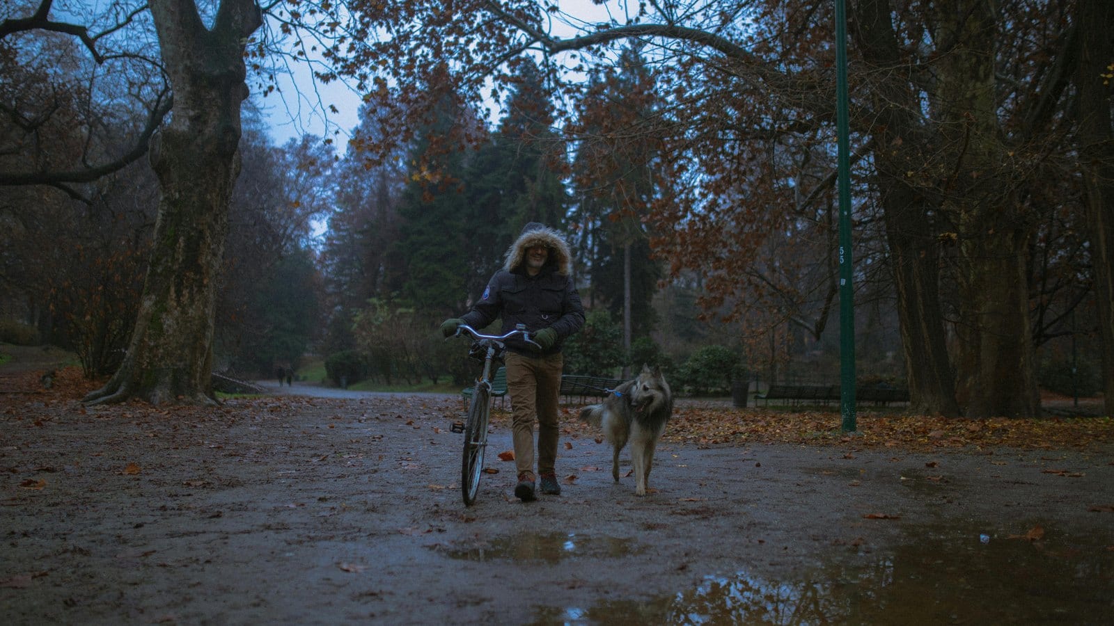 Dog Reacts to Bikes on Walks: How to Calm the Chase, Barking, or Lunge
