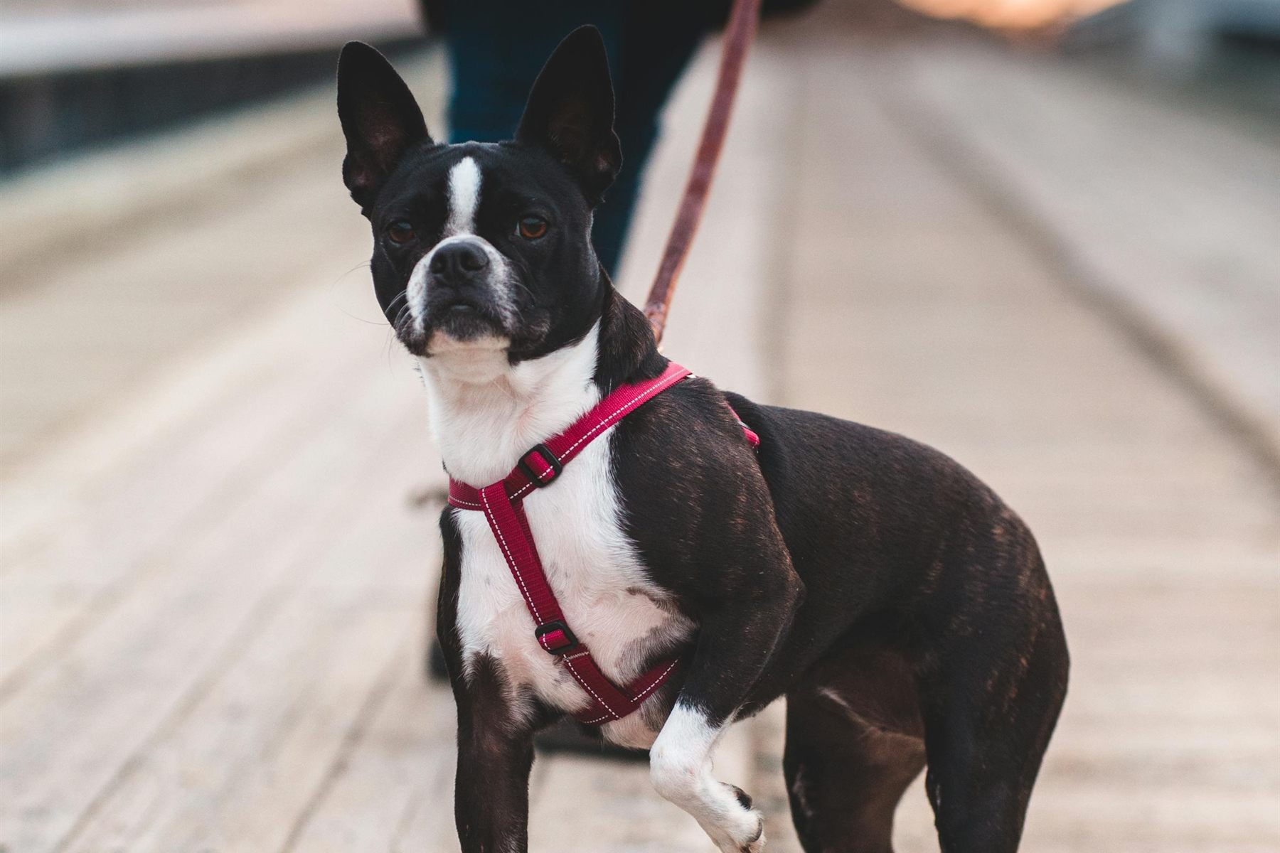 Small dog standing beside a handler on a wooden path at sunset