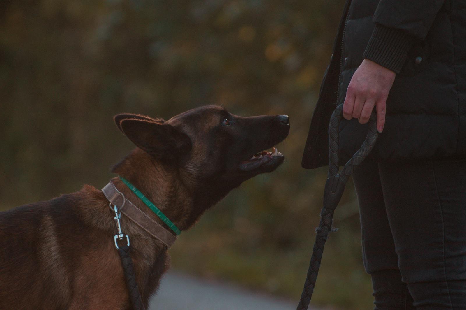 Reactive Dog Training: What to Do When Your Dog Barks, Lunges, or Freezes on Walks