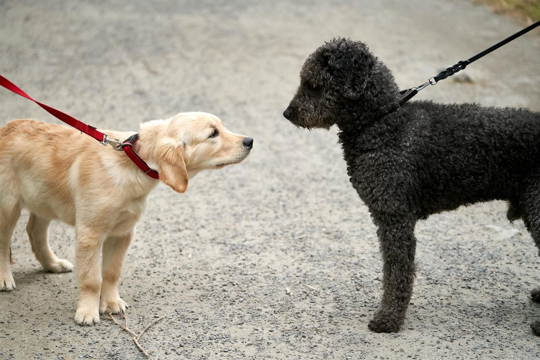 Reactive Dogs Guide: Start Here for Calmer Walks and Fewer Reactions