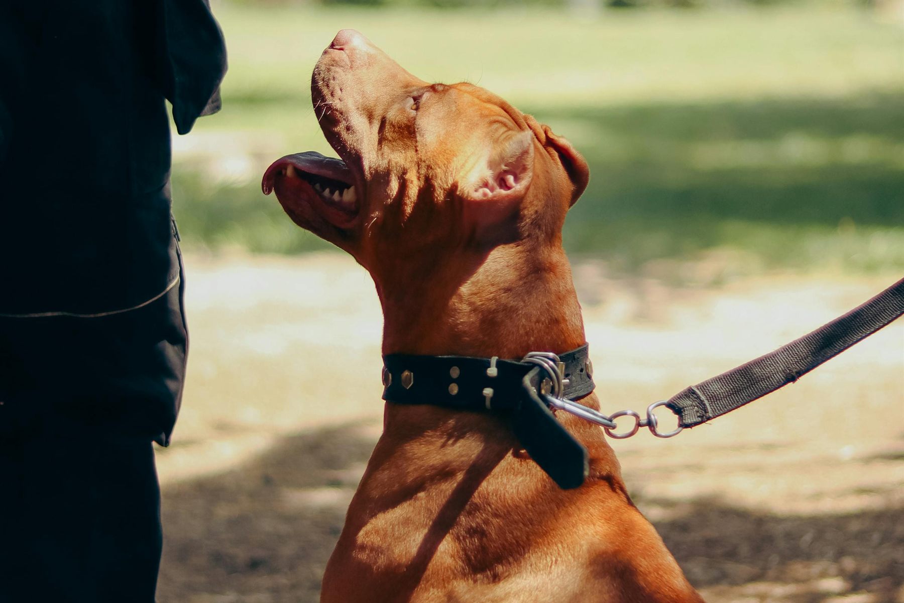Brown dog sitting on leash and focusing during an outdoor training session