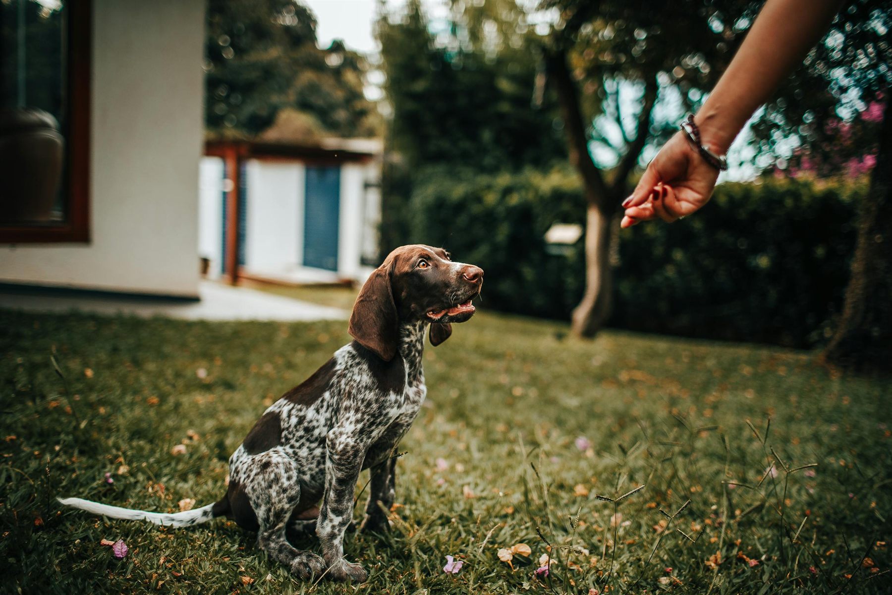Owner giving a dog a treat during an outdoor reward-based training session