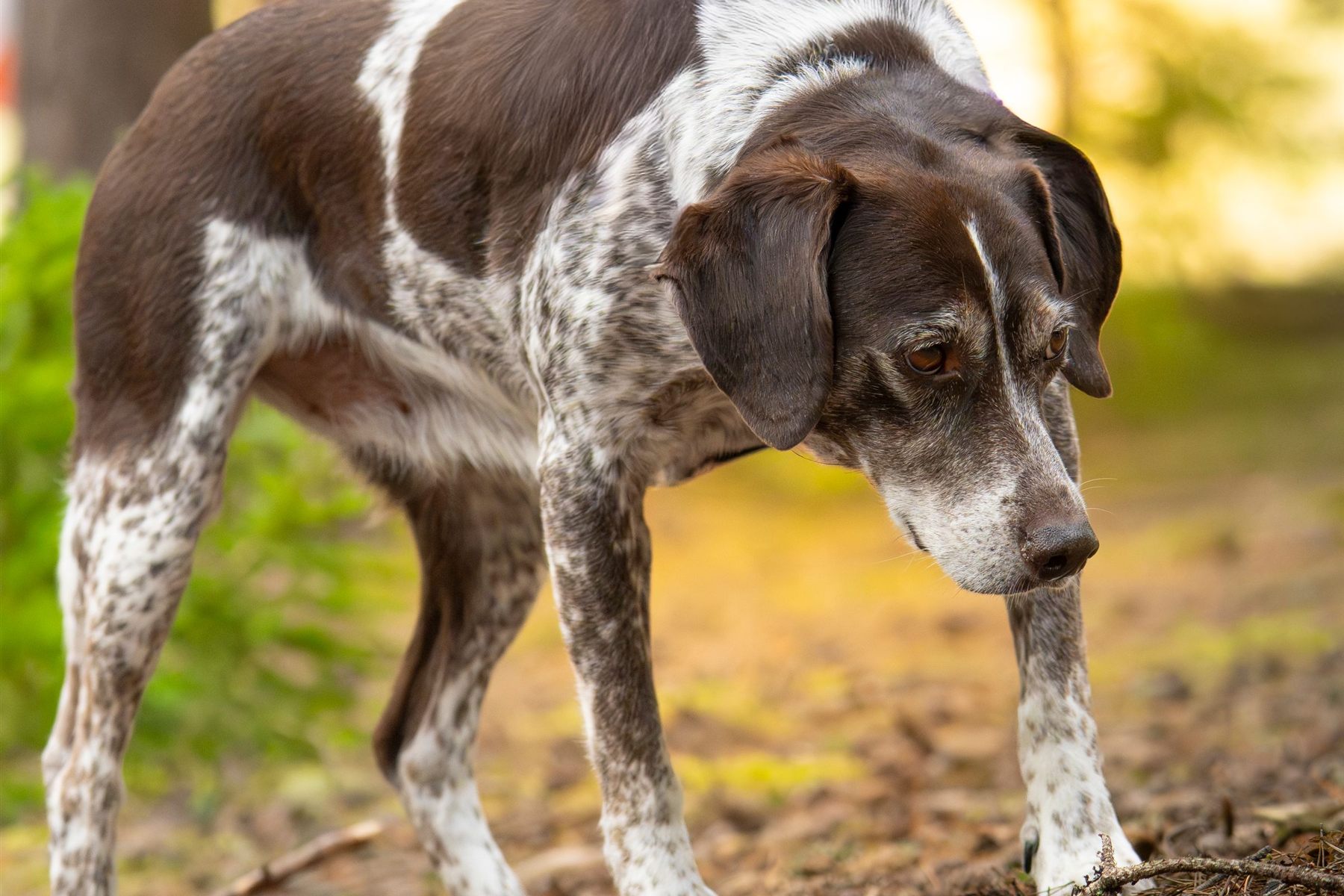 Senior Dog Enrichment: Gentle Ways to Keep an Older Dog Engaged