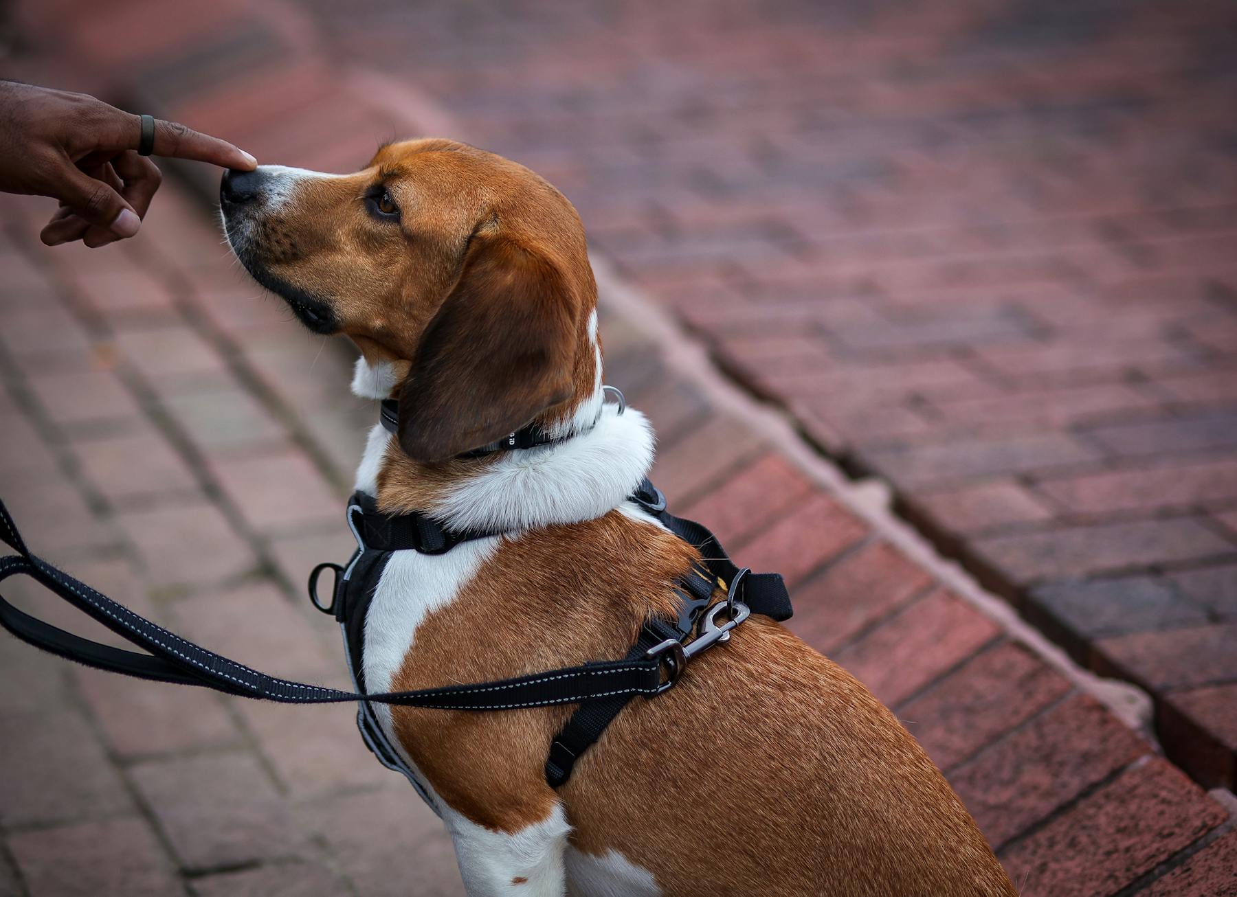 How to Stop a Dog from Pulling on the Leash