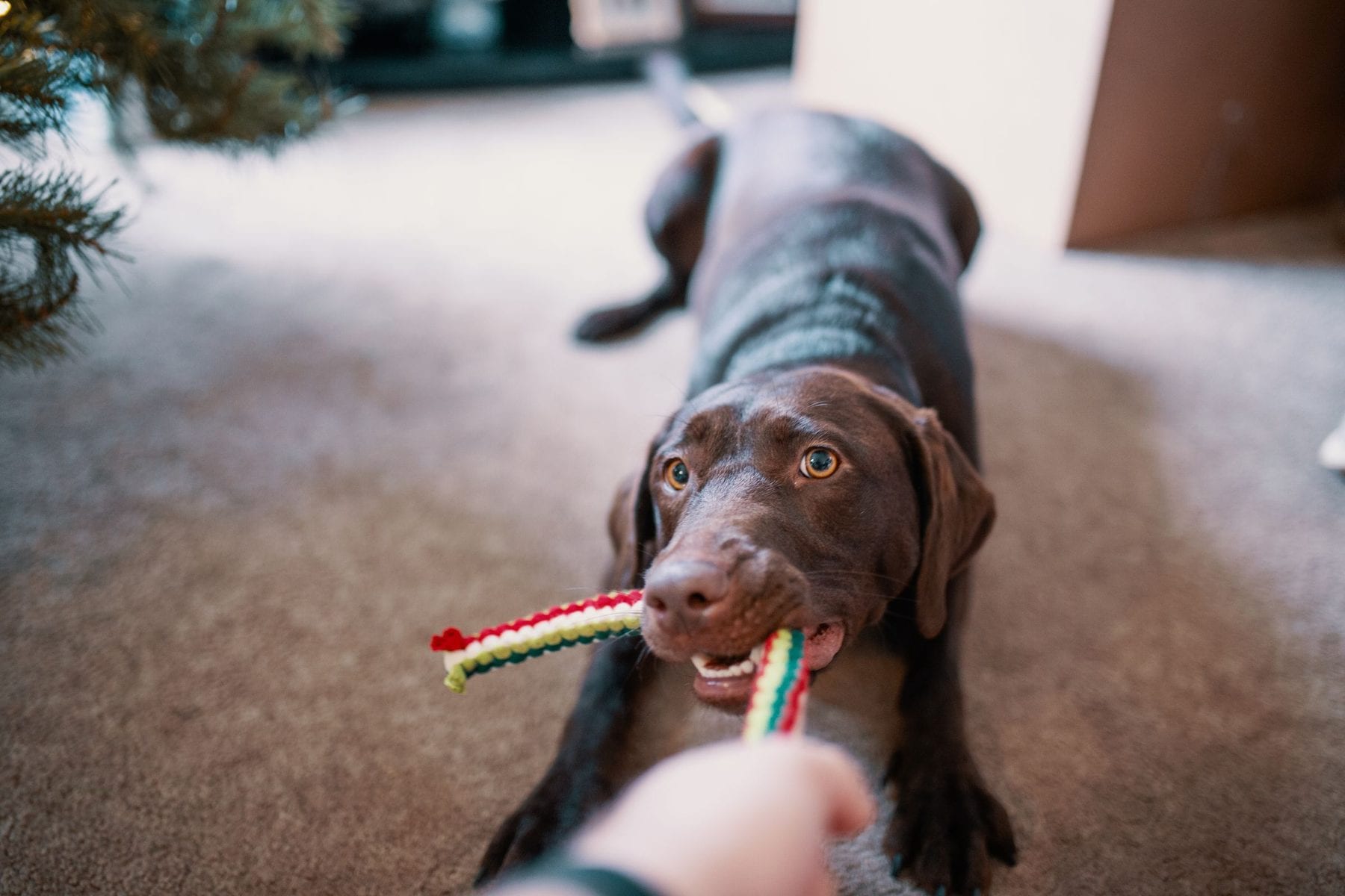 Tug of War With Dogs: Safe Rules for Better Enrichment