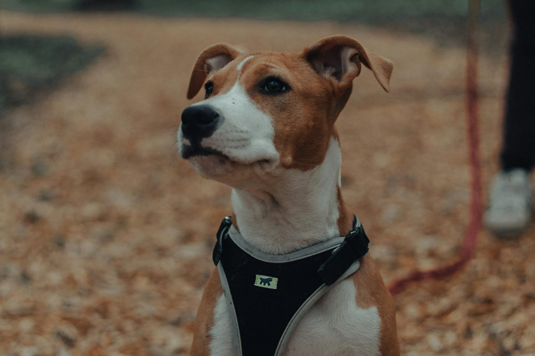 What Not to Do With a Reactive Dog on Walks