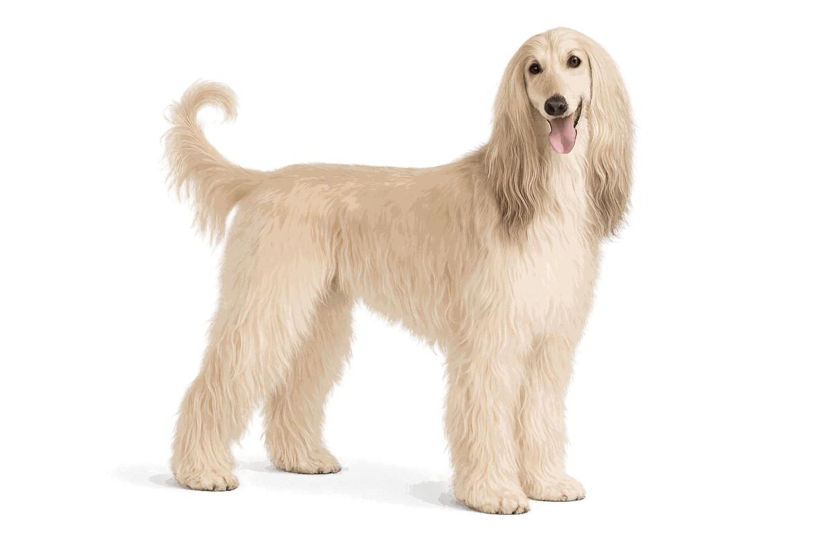 Afghan Hound