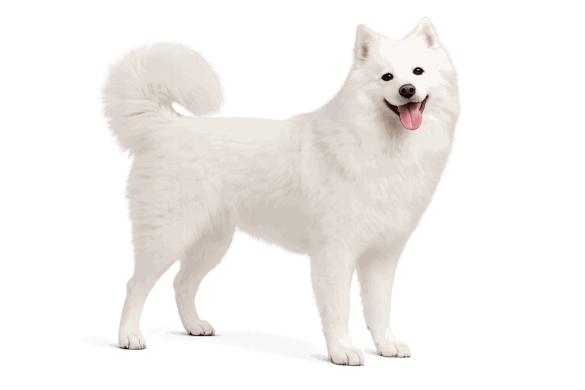 American Eskimo
