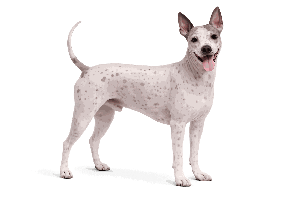 American Hairless Terrier