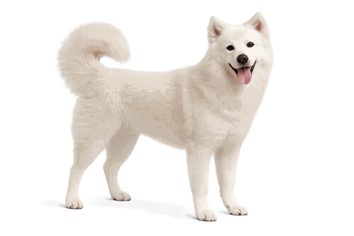 Anjing Kintamani-Bali
