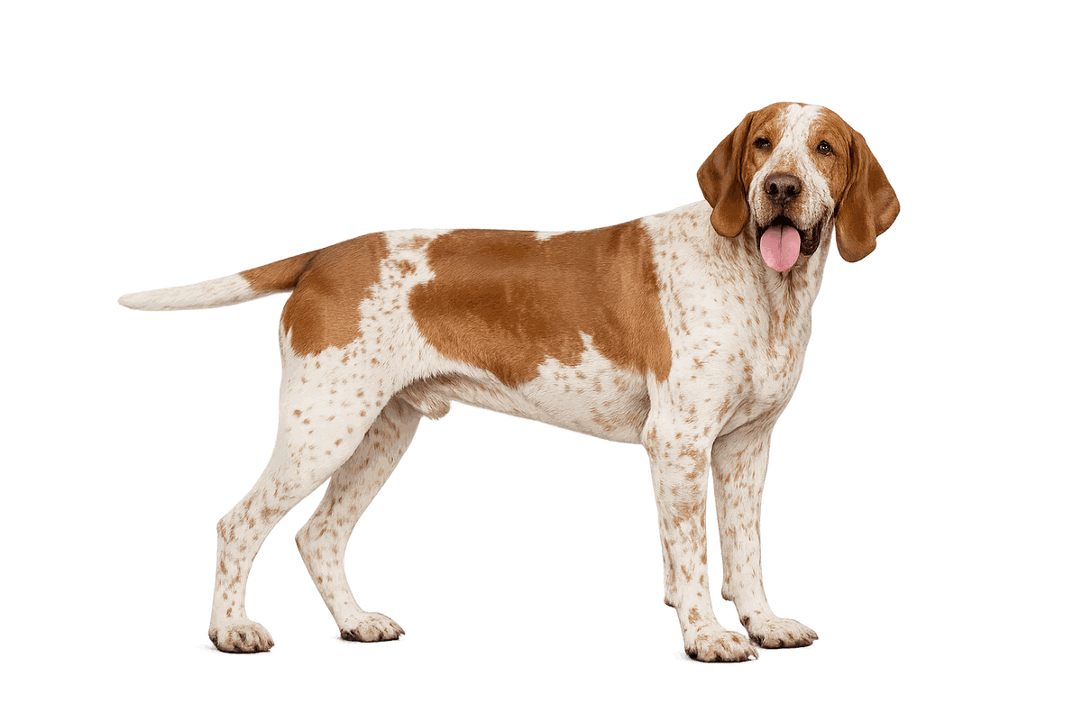 Bracco Italiano