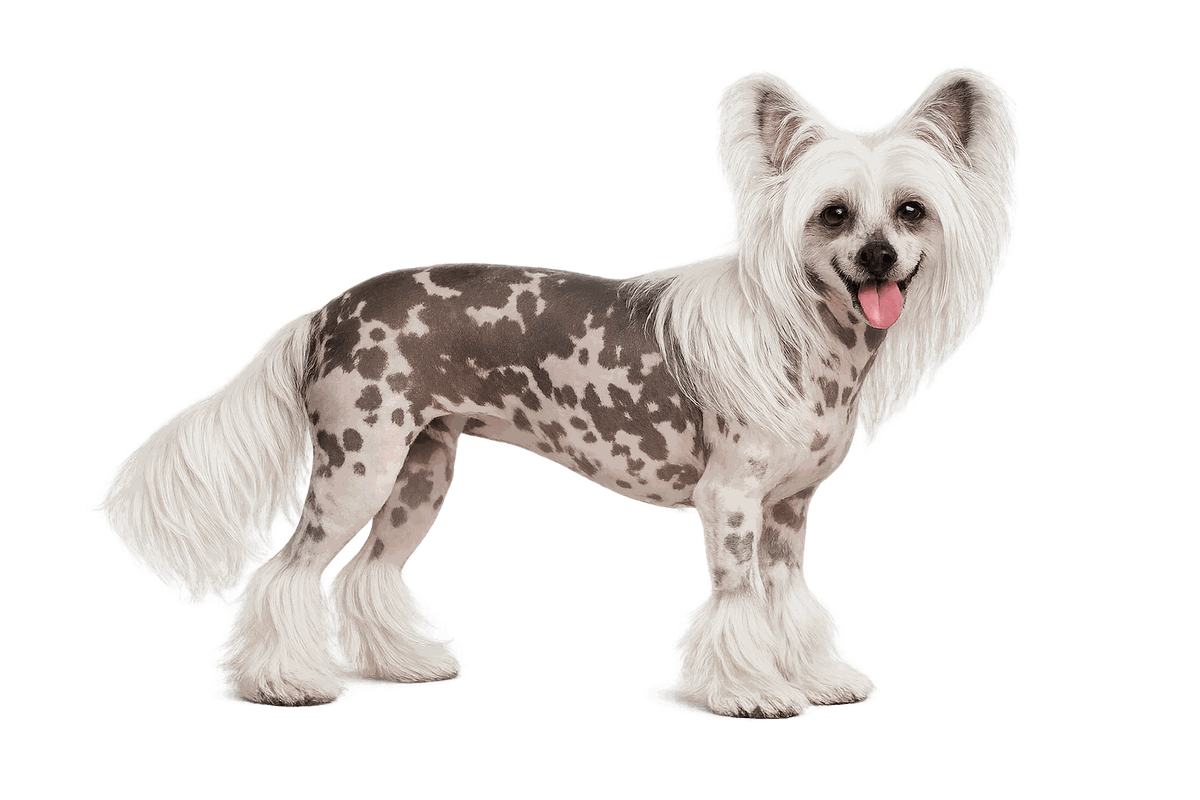 Chinese Crested