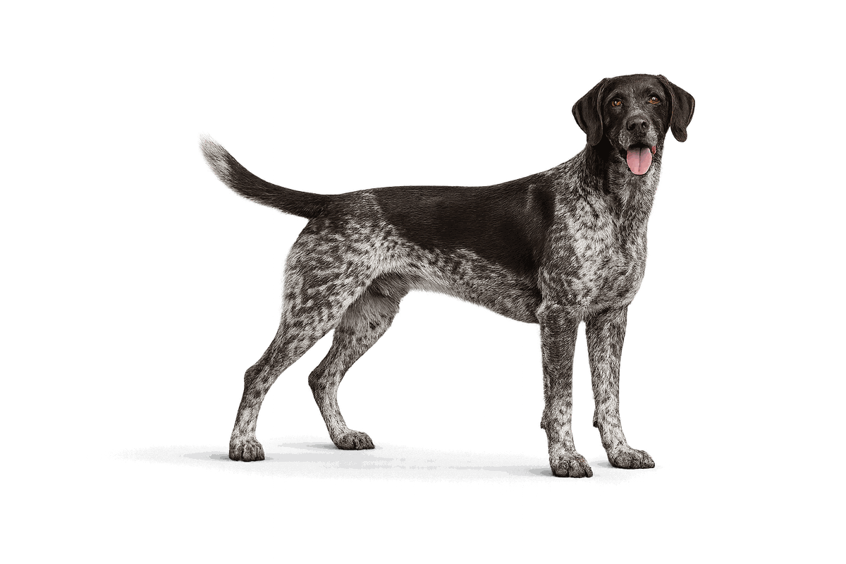 German Shorthaired Pointer