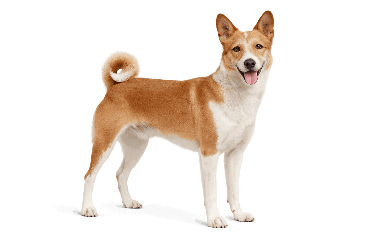 Portuguese Podengo