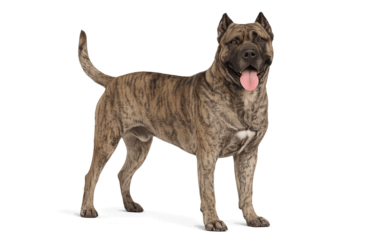 Presa Canario