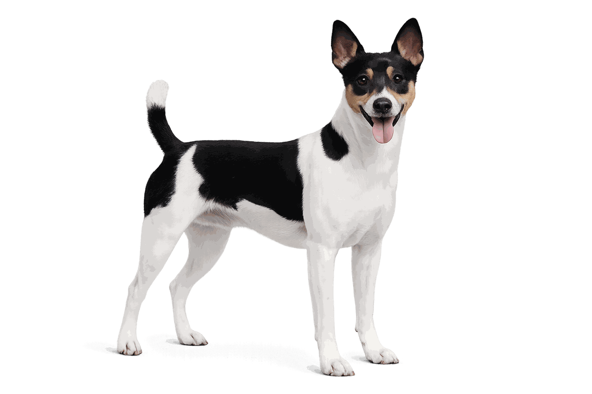 Rat Terrier