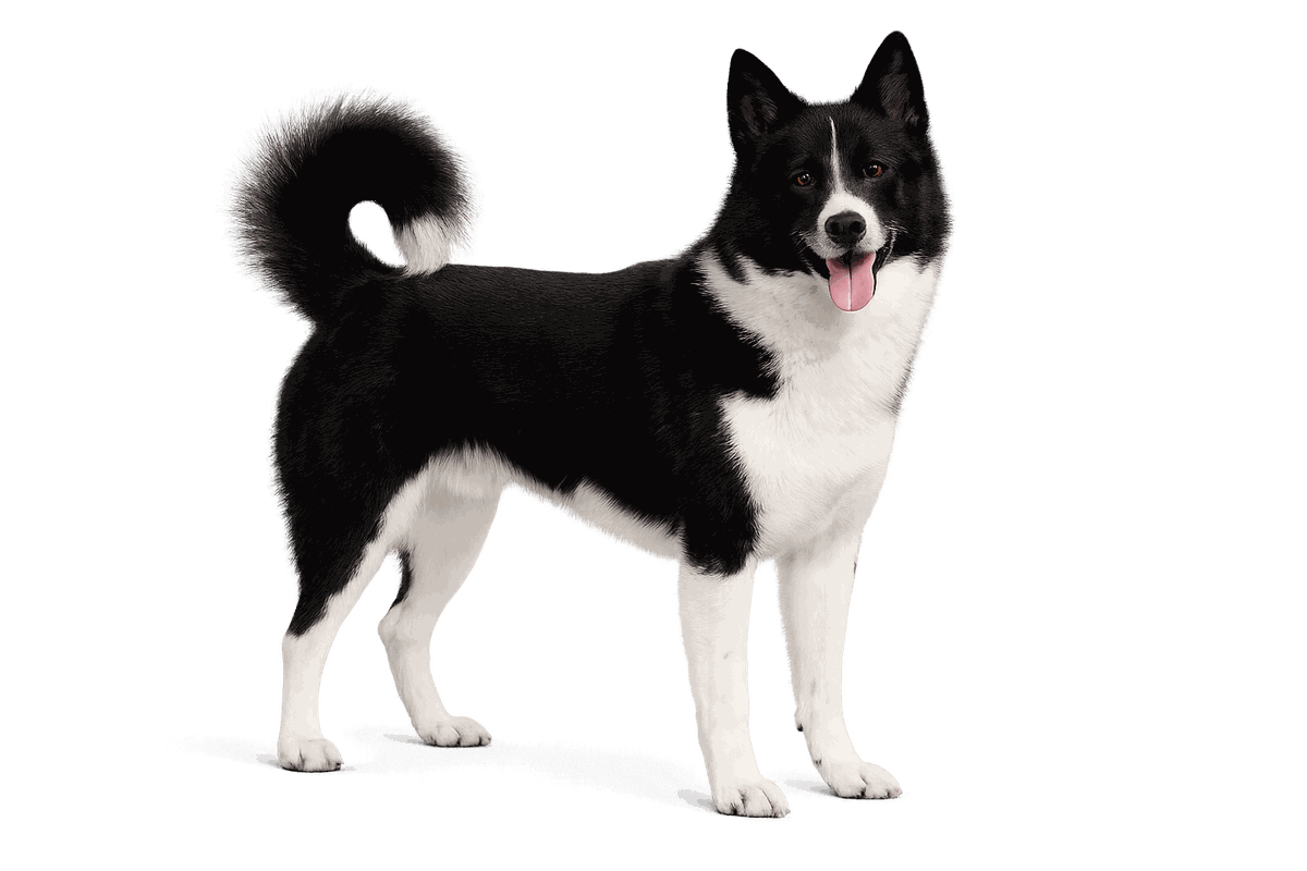Russo-European Laika