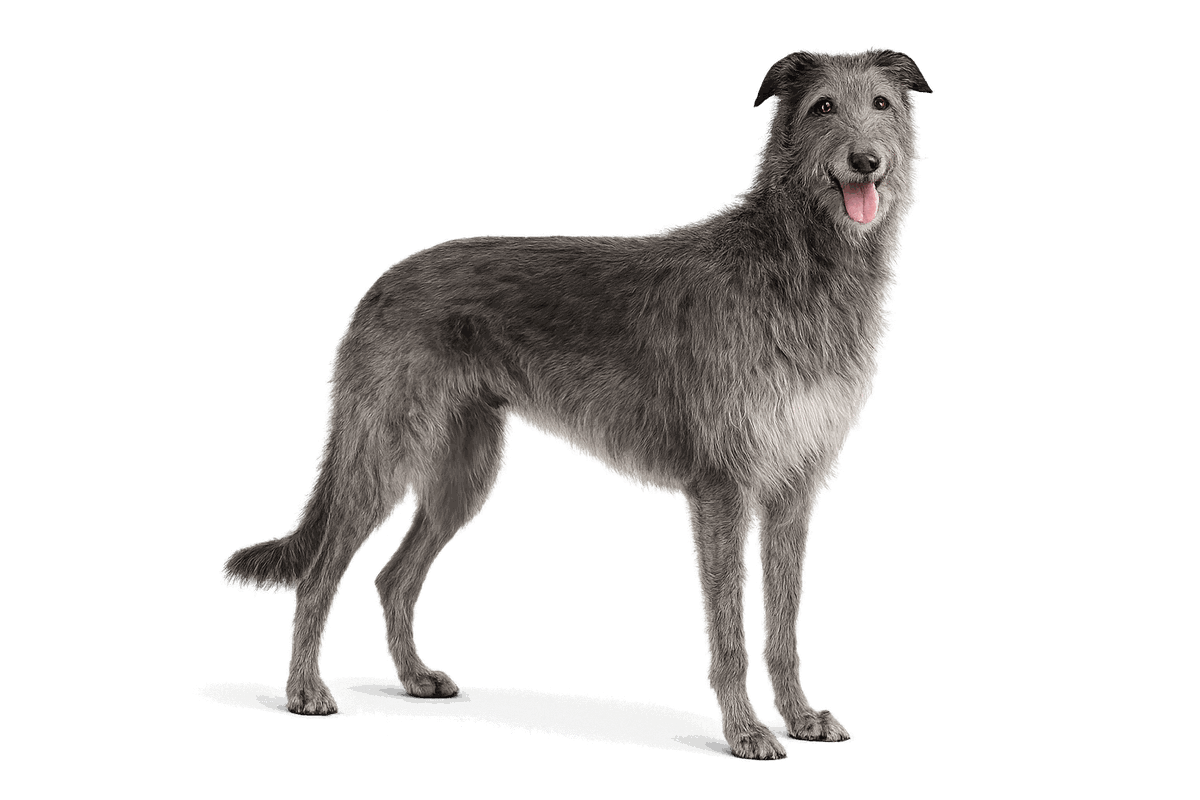 Scottish Deerhound