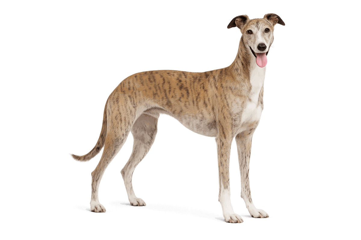 Spanish Galgo