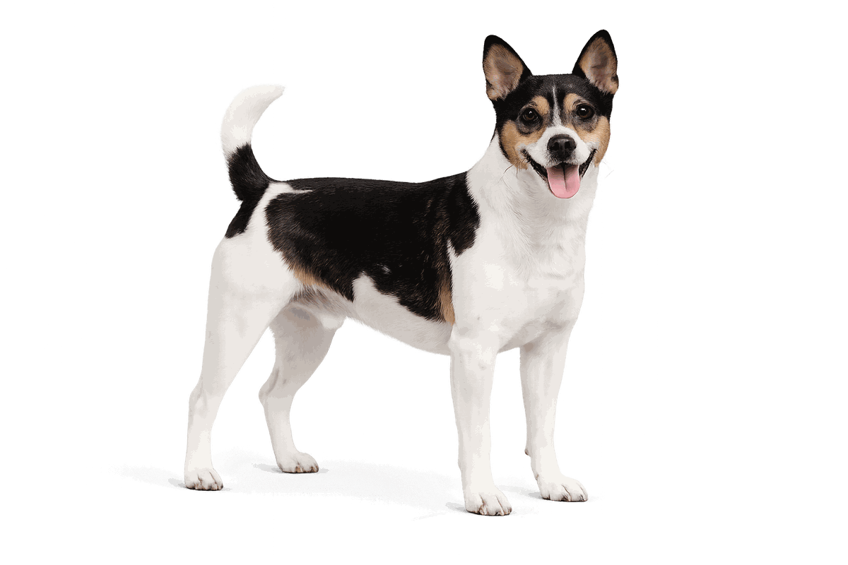 Teddy Roosevelt Terrier