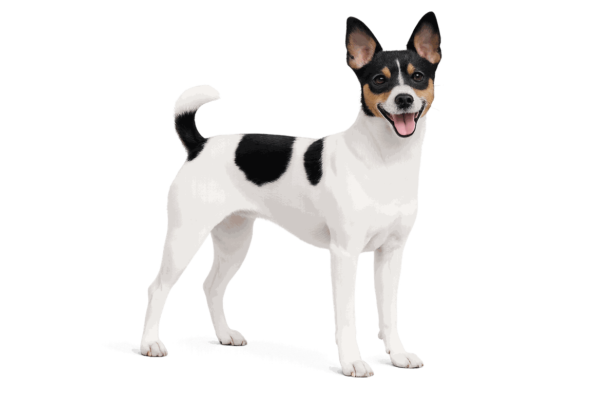 Toy Fox Terrier
