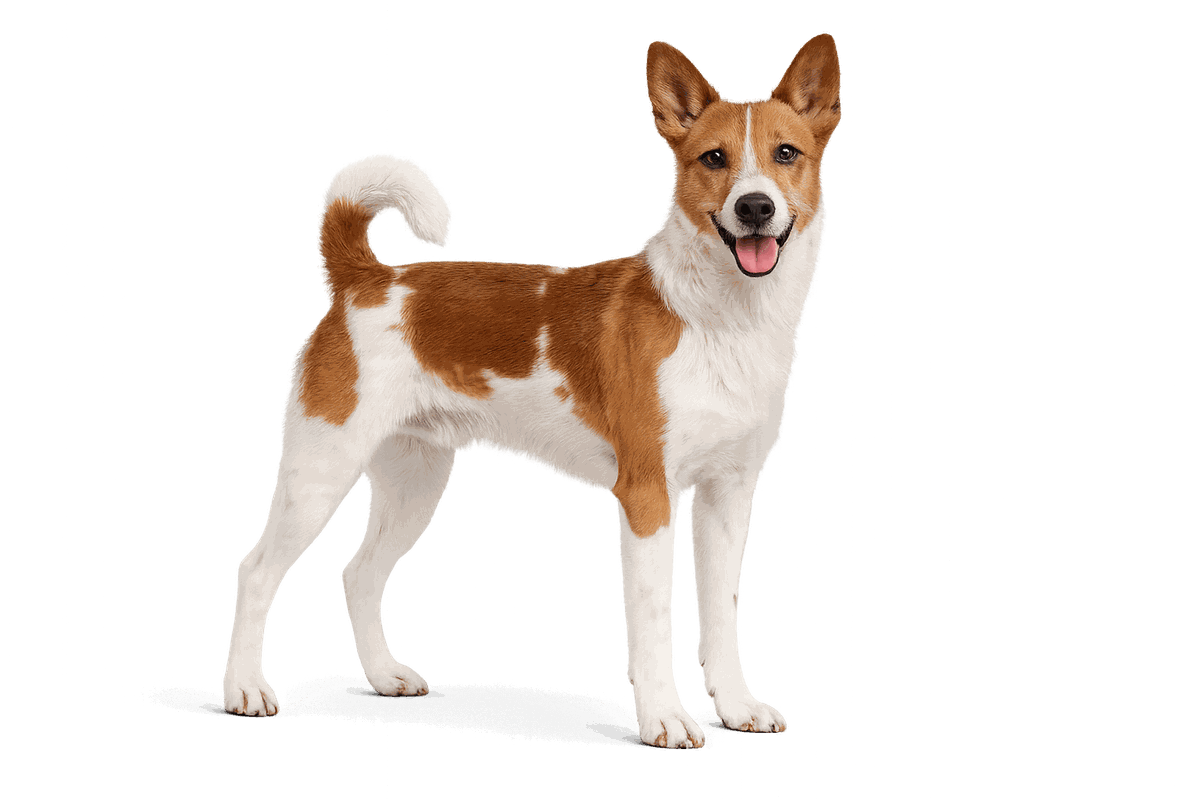 Valencian Terrier