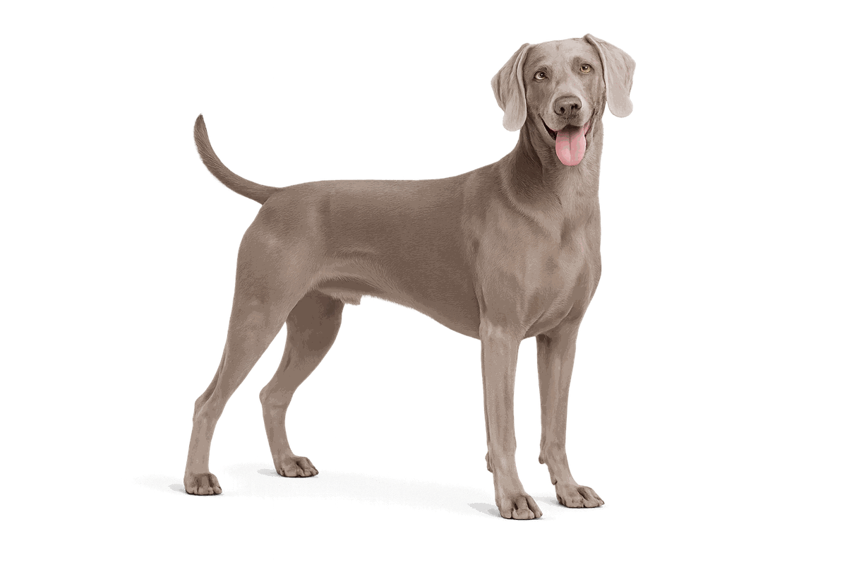 Weimaraner