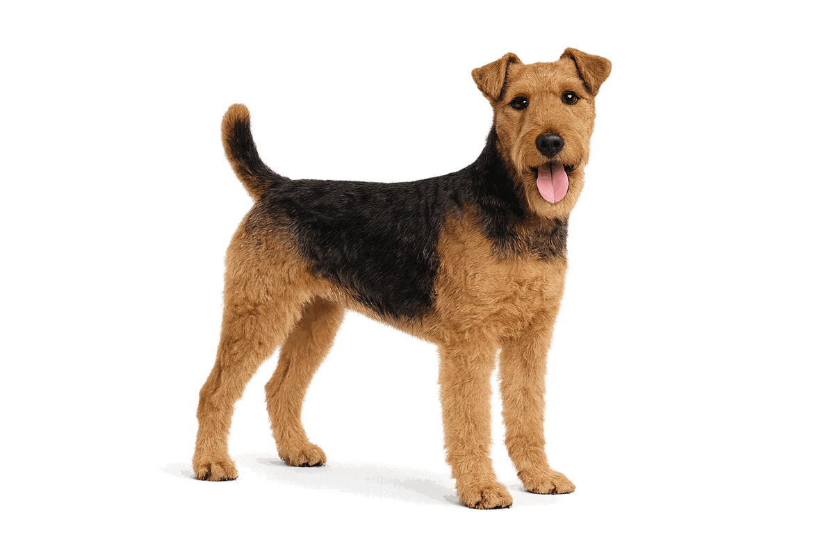 Welsh Terrier